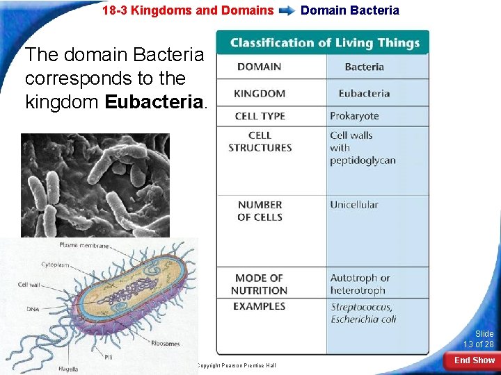 18 -3 Kingdoms and Domains Domain Bacteria The domain Bacteria corresponds to the kingdom