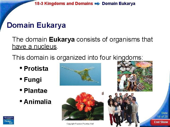 18 -3 Kingdoms and Domains Domain Eukarya The domain Eukarya consists of organisms that