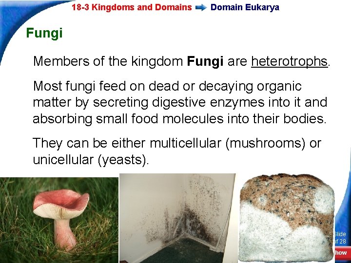 18 -3 Kingdoms and Domains Domain Eukarya Fungi Members of the kingdom Fungi are