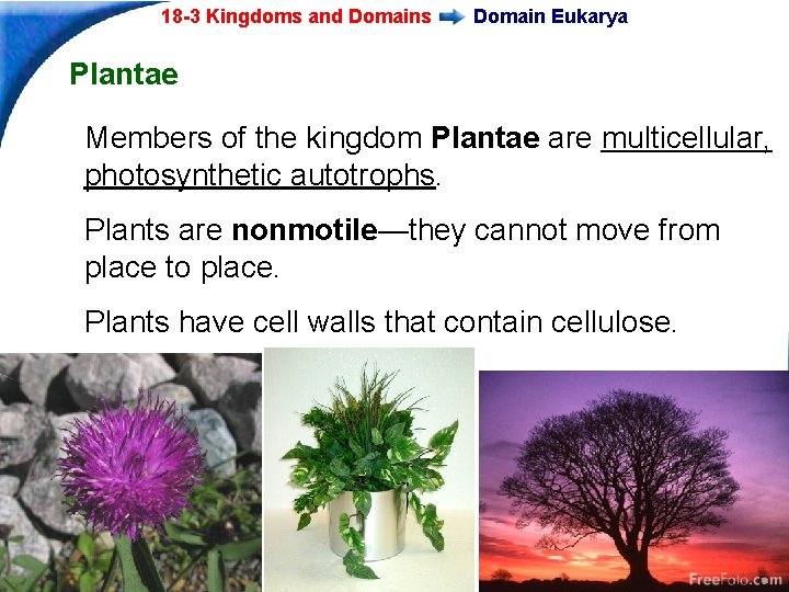 18 -3 Kingdoms and Domains Domain Eukarya Plantae Members of the kingdom Plantae are