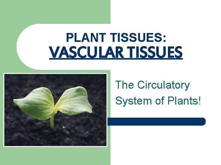 PLANT TISSUES: VASCULAR TISSUES The Circulatory System of Plants! 