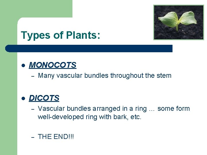 Types of Plants: l MONOCOTS – l Many vascular bundles throughout the stem DICOTS