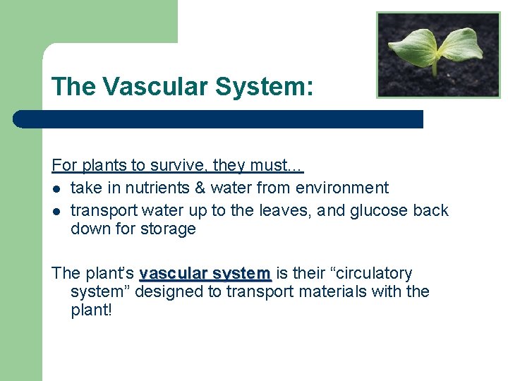 The Vascular System: For plants to survive, they must… l take in nutrients &