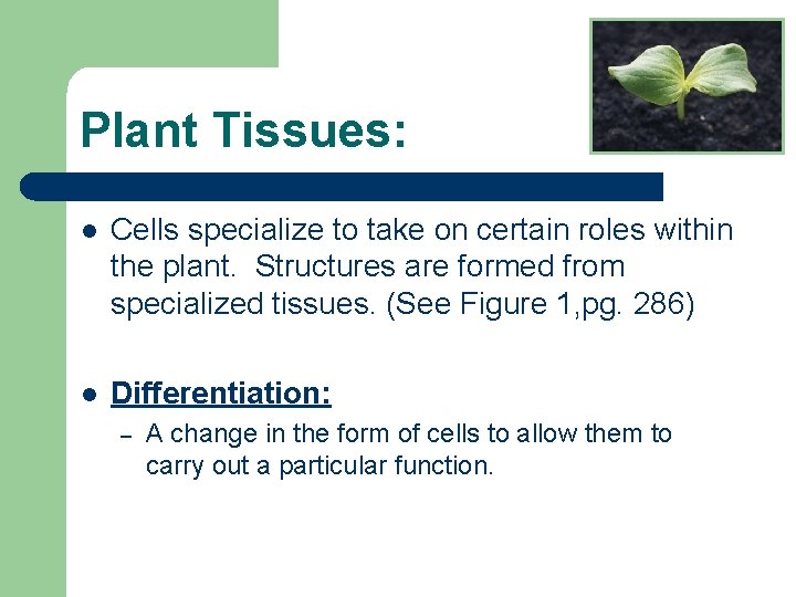 Plant Tissues: l Cells specialize to take on certain roles within the plant. Structures