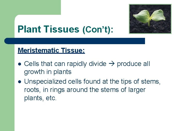 Plant Tissues (Con’t): Meristematic Tissue: l l Cells that can rapidly divide produce all