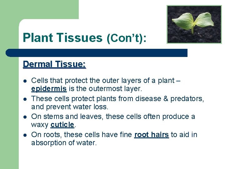 Plant Tissues (Con’t): Dermal Tissue: l l Cells that protect the outer layers of