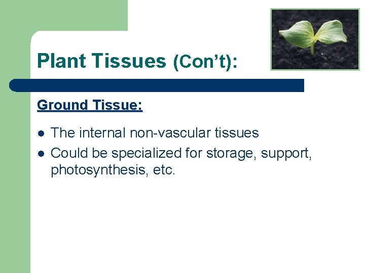 Plant Tissues (Con’t): Ground Tissue: l l The internal non-vascular tissues Could be specialized