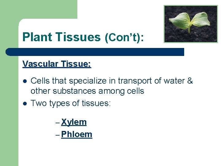 Plant Tissues (Con’t): Vascular Tissue: l l Cells that specialize in transport of water