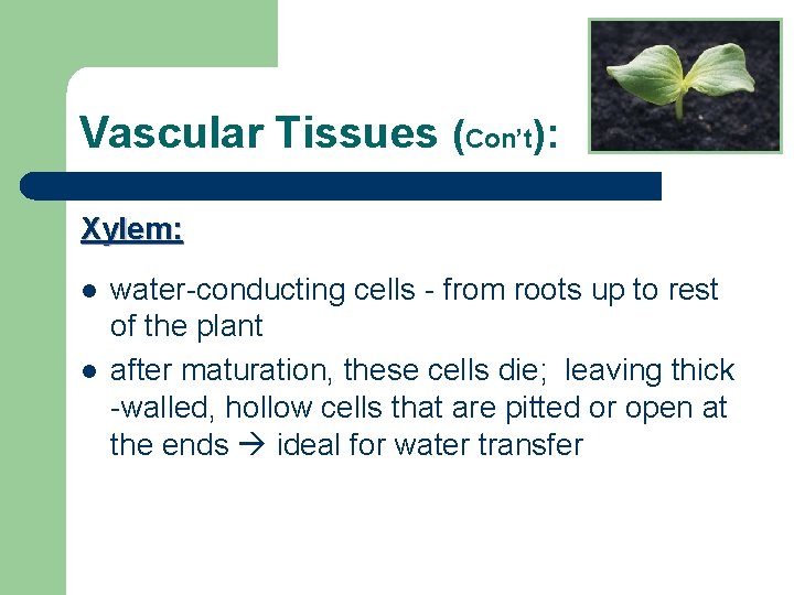 Vascular Tissues (Con’t): Xylem: l l water-conducting cells - from roots up to rest