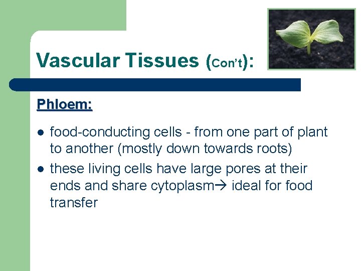 Vascular Tissues (Con’t): Phloem: l l food-conducting cells - from one part of plant