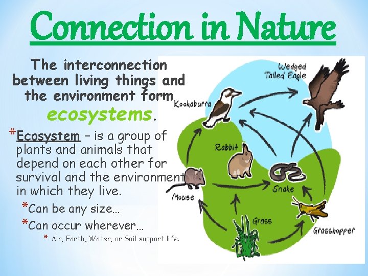 Connection in Nature The interconnection between living things and the environment form ecosystems. *Ecosystem