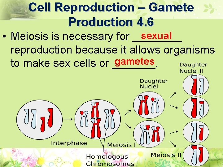 Cell Reproduction – Gamete Production 4. 6 sexual • Meiosis is necessary for ____