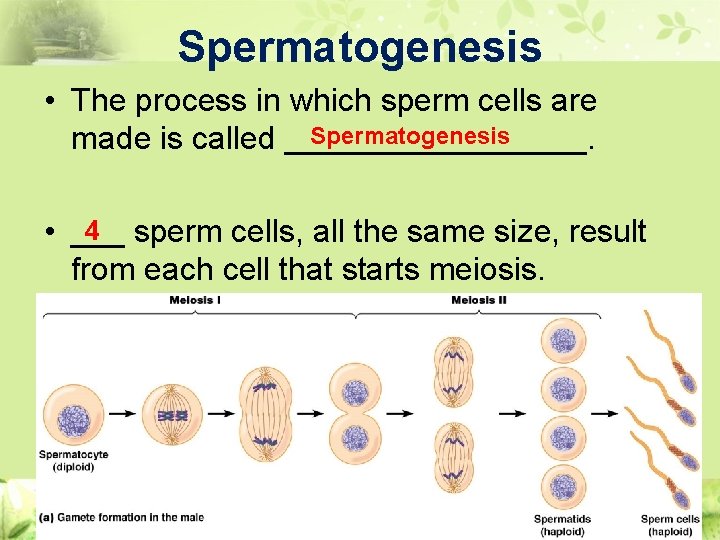 Spermatogenesis • The process in which sperm cells are Spermatogenesis made is called _________.