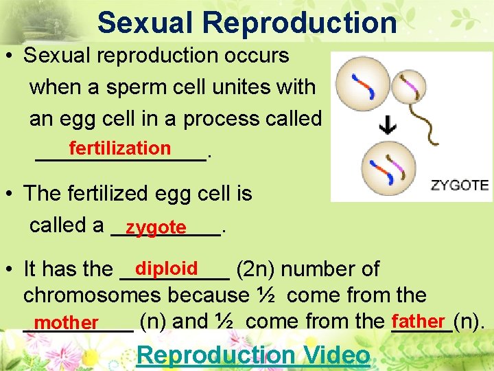 Sexual Reproduction • Sexual reproduction occurs when a sperm cell unites with an egg