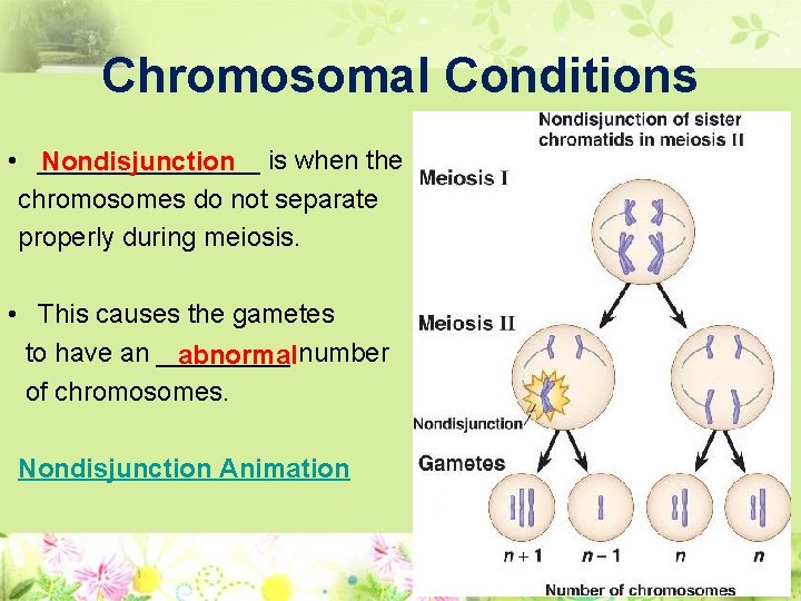 Chromosomal Conditions • ________ Nondisjunction is when the chromosomes do not separate properly during