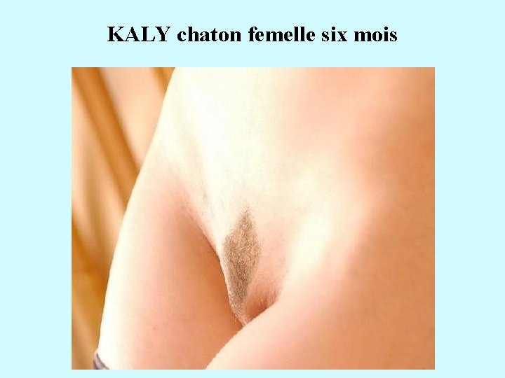 KALY chaton femelle six mois 