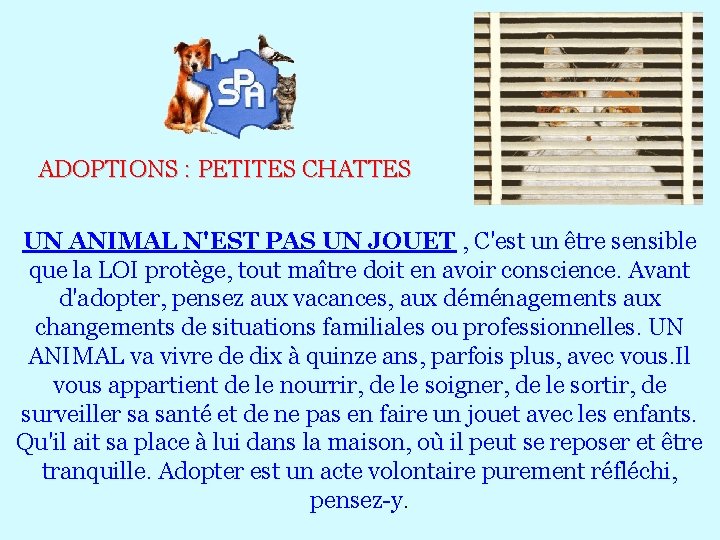 ADOPTIONS : PETITES CHATTES UN ANIMAL N'EST PAS UN JOUET , C'est un être