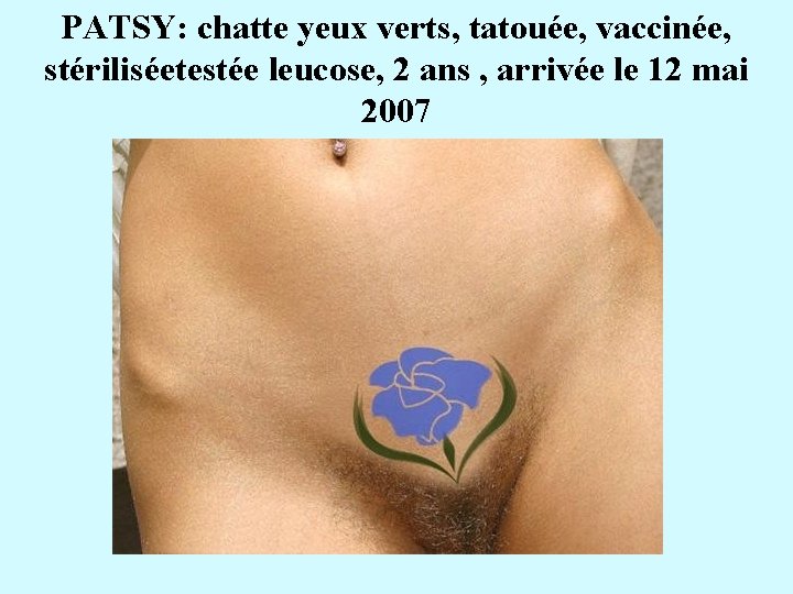 PATSY: chatte yeux verts, tatouée, vaccinée, stériliséetestée leucose, 2 ans , arrivée le 12