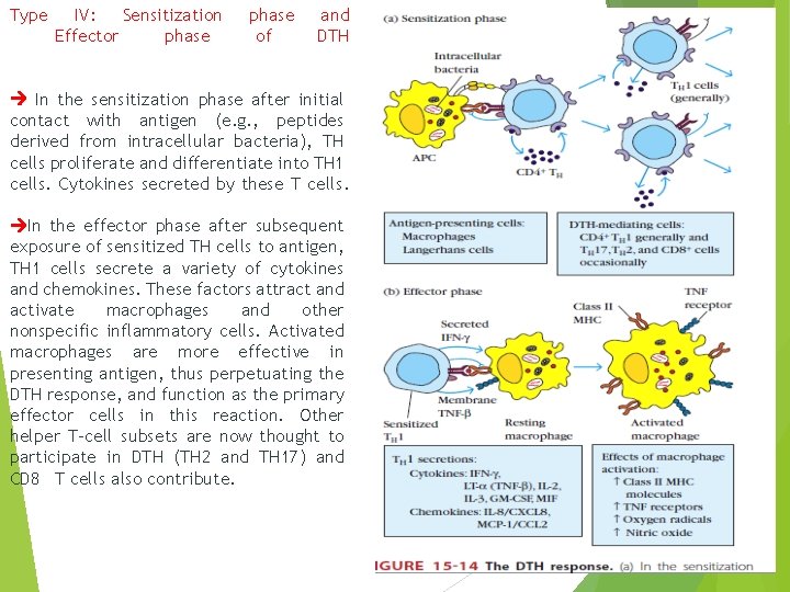 Type IV: Sensitization Effector phase of and DTH In the sensitization phase after initial