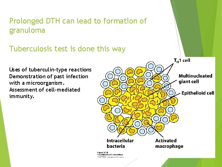 Prolonged DTH can lead to formation of granuloma Tuberculosis test is done this way