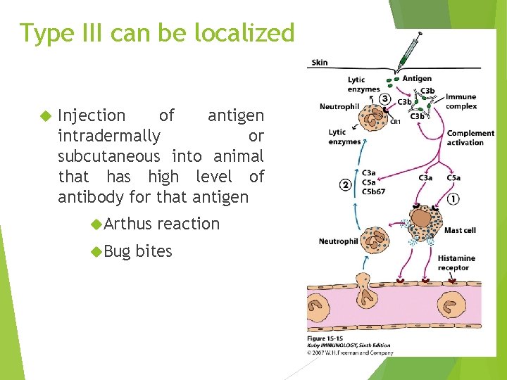 Type III can be localized Injection of antigen intradermally or subcutaneous into animal that