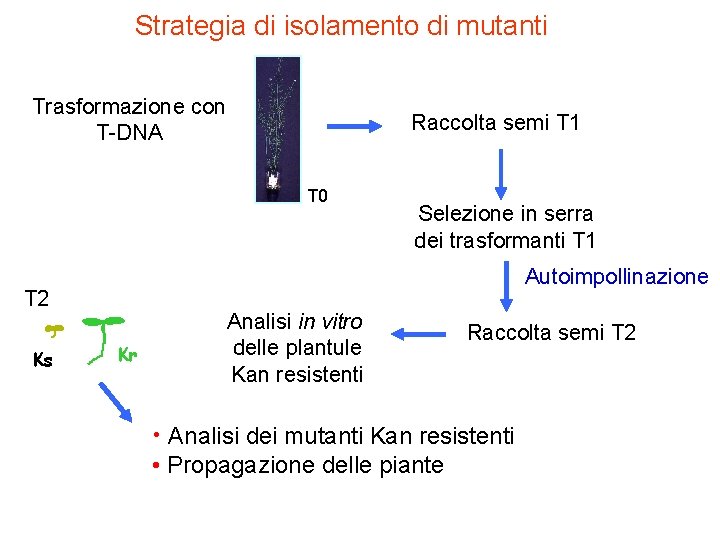 Strategia di isolamento di mutanti Trasformazione con T-DNA Raccolta semi T 1 T 0