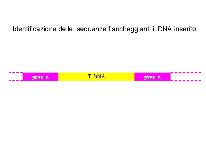 Identificazione delle sequenze fiancheggianti il DNA inserito gene x T-DNA gene x 