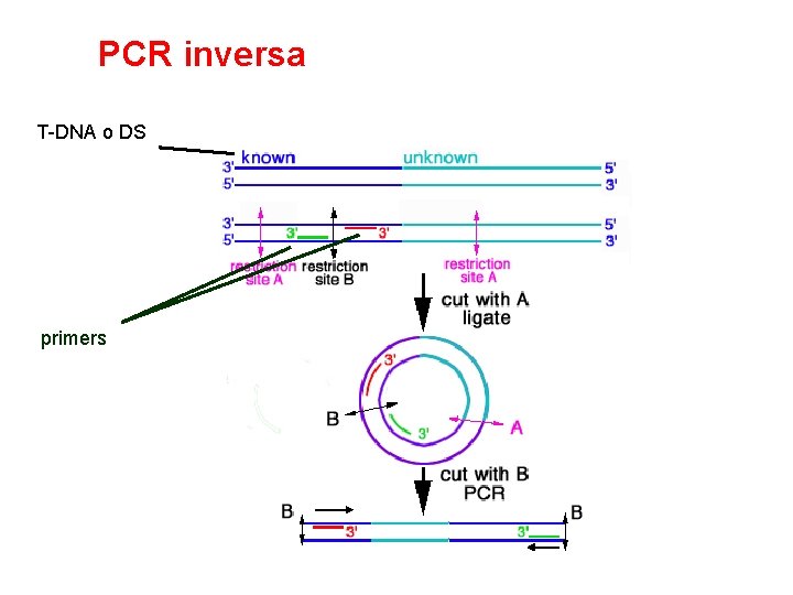 PCR inversa T-DNA o DS primers 