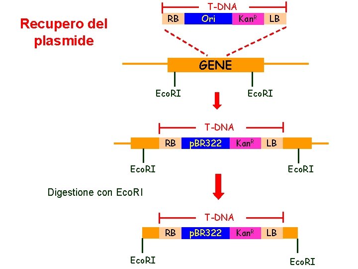 RB Recupero del plasmide T-DNA Ori Kan. R LB GENE Eco. RI T-DNA RB