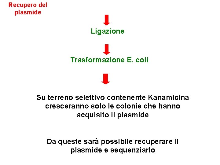 Recupero del plasmide Ligazione Trasformazione E. coli Su terreno selettivo contenente Kanamicina cresceranno solo