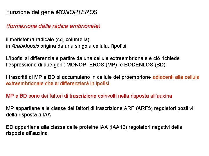 Funzione del gene MONOPTEROS (formazione della radice embrionale) il meristema radicale (cq, columella) in