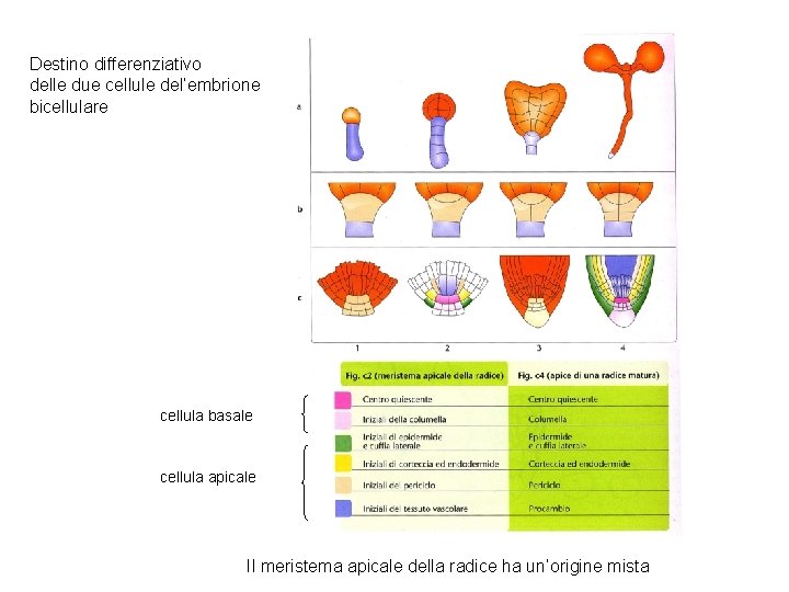 Destino differenziativo delle due cellule del’embrione bicellulare cellula basale cellula apicale Il meristema apicale