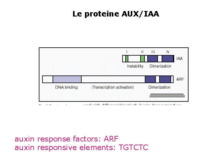 Le proteine AUX/IAA auxin response factors: ARF auxin responsive elements: TGTCTC 