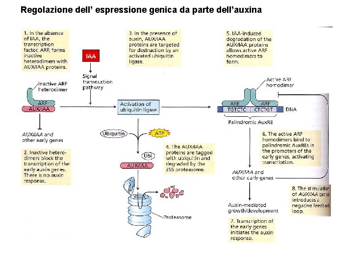 Regolazione dell’ espressione genica da parte dell’auxina 