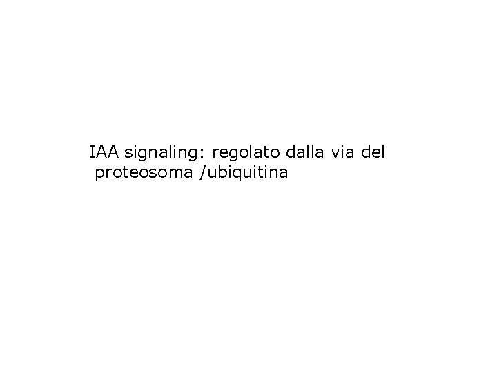 IAA signaling: regolato dalla via del proteosoma /ubiquitina 