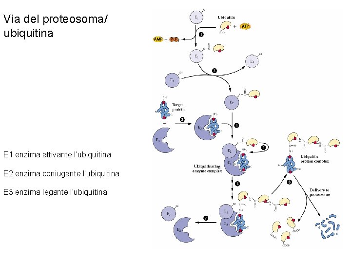 Via del proteosoma/ ubiquitina E 1 enzima attivante l’ubiquitina E 2 enzima coniugante l’ubiquitina