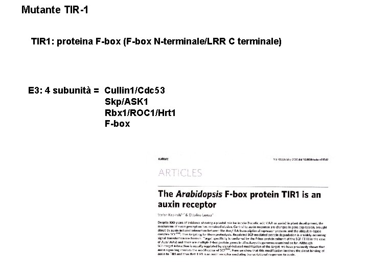 Mutante TIR-1 TIR 1: proteina F-box (F-box N-terminale/LRR C terminale) E 3: 4 subunità