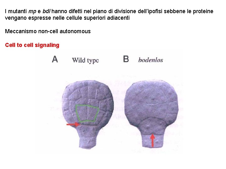 I mutanti mp e bdl hanno difetti nel piano di divisione dell’ipofisi sebbene le