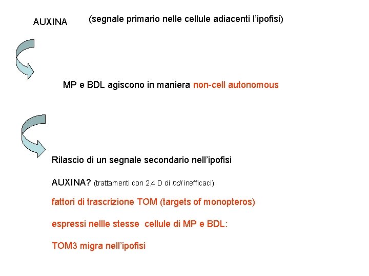 AUXINA (segnale primario nelle cellule adiacenti l’ipofisi) MP e BDL agiscono in maniera non-cell