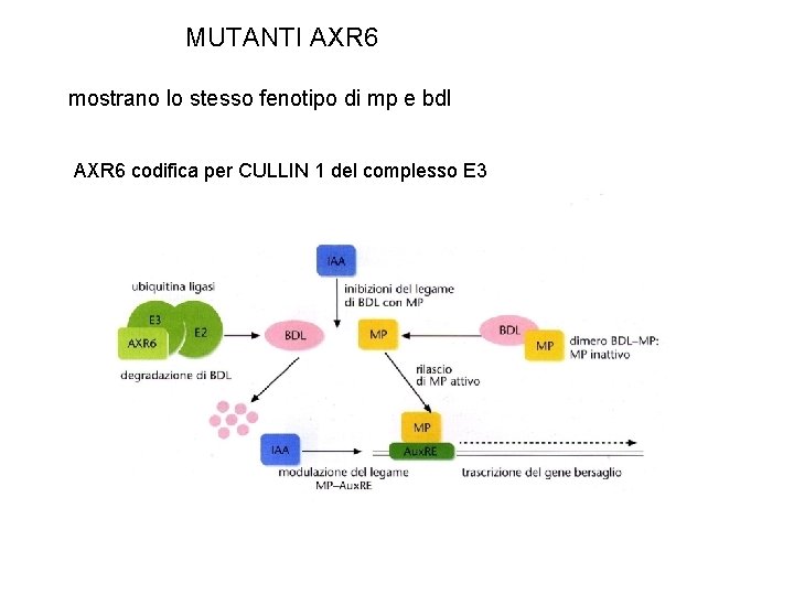 MUTANTI AXR 6 mostrano lo stesso fenotipo di mp e bdl AXR 6 codifica