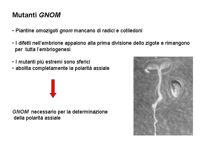 Mutanti GNOM • Piantine omozigoti gnom mancano di radici e cotiledoni • I difetti