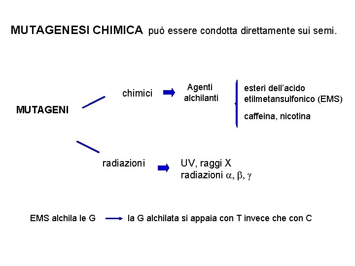 MUTAGENESI CHIMICA può essere condotta direttamente sui semi. chimici MUTAGENI esteri dell’acido etilmetansulfonico (EMS)