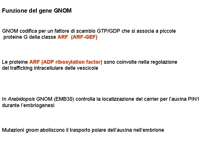 Funzione del gene GNOM codifica per un fattore di scambio GTP/GDP che si associa