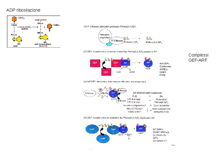 ADP ribosilazione Complessi GEF-ARF 