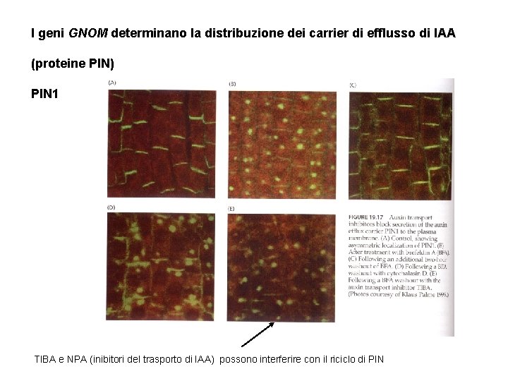 I geni GNOM determinano la distribuzione dei carrier di efflusso di IAA (proteine PIN)