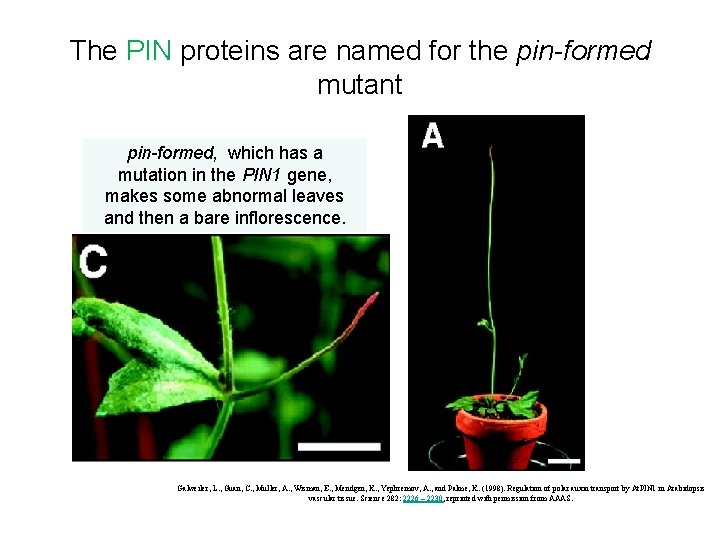The PIN proteins are named for the pin-formed mutant pin-formed, which has a mutation