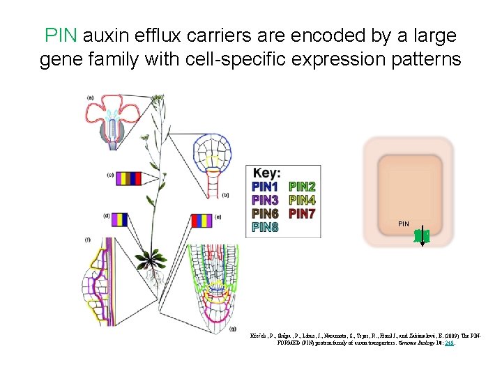 PIN auxin efflux carriers are encoded by a large gene family with cell-specific expression