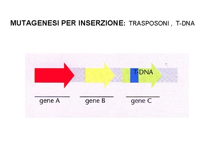 MUTAGENESI PER INSERZIONE: TRASPOSONI , T-DNA 