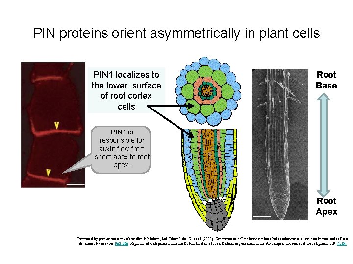 PIN proteins orient asymmetrically in plant cells PIN 1 localizes to the lower surface