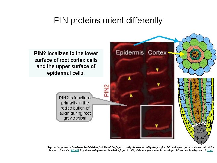 PIN proteins orient differently PIN 2 localizes to the lower surface of root cortex